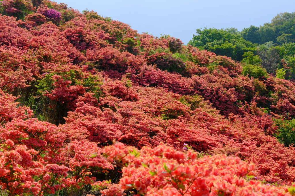 葛城山のつつじ