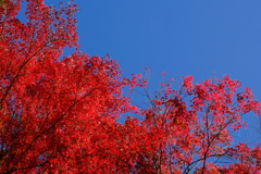 高城山の紅葉