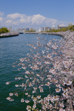 毛馬桜之宮公園の桜