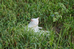 まぶしいにゃ