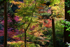 箕面公園の紅葉