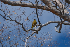 本日の鳥果；マヒワ