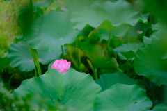 紅一点