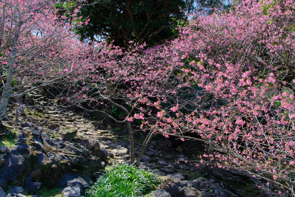 今帰仁城登城道