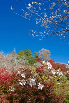 桜には少し早かった