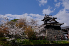郡山城跡の桜