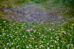 醒井　地蔵川の梅花藻