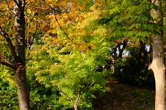 大阪城公園の紅葉