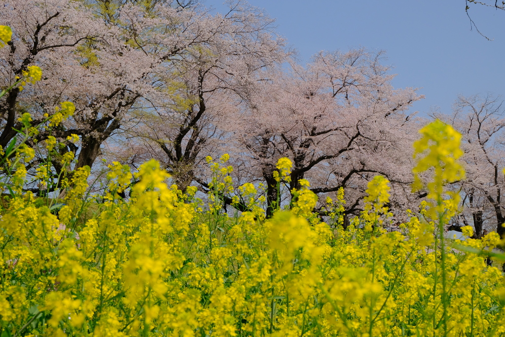 背割堤の桜