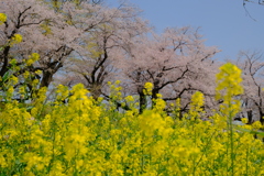 背割堤の桜