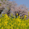 背割堤の桜