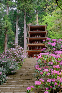 室生寺の石楠花