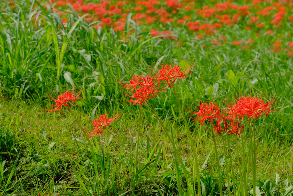 矢勝川堤の彼岸花