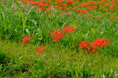 矢勝川堤の彼岸花