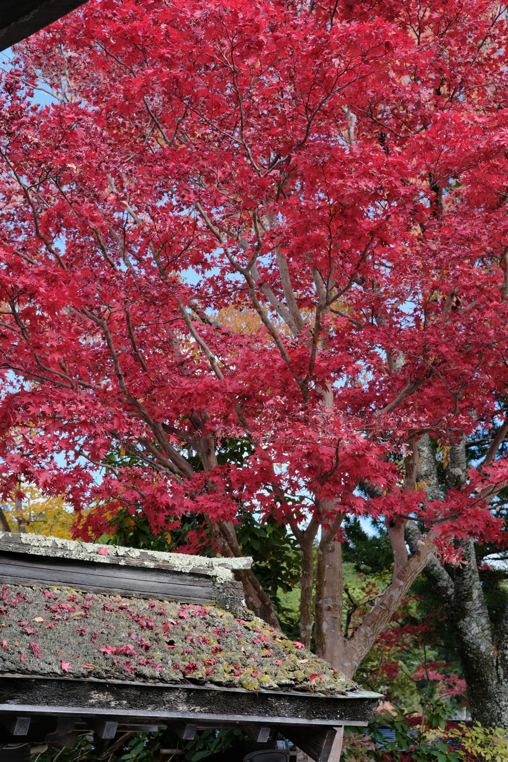 高野山の紅葉