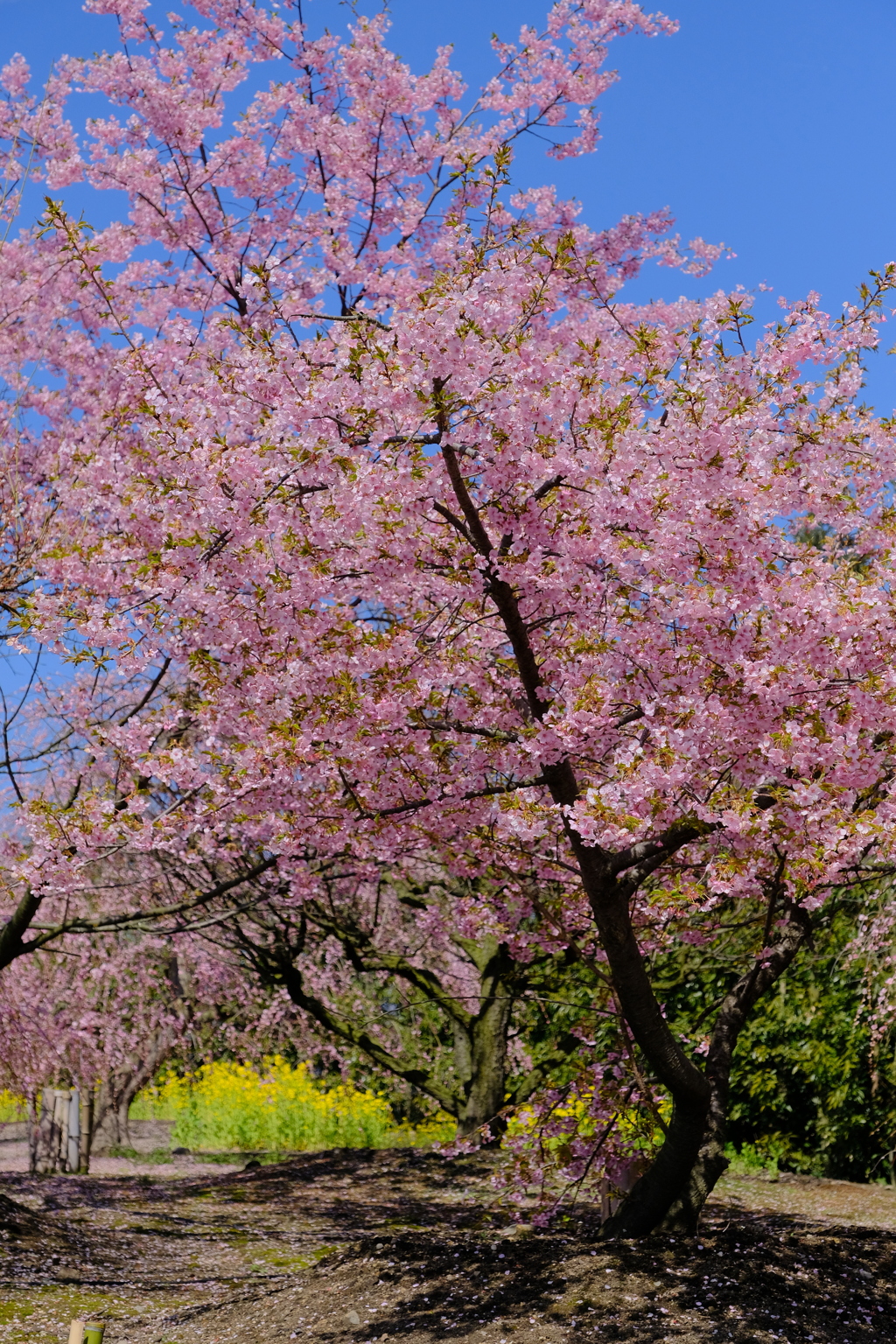 満開の河津桜