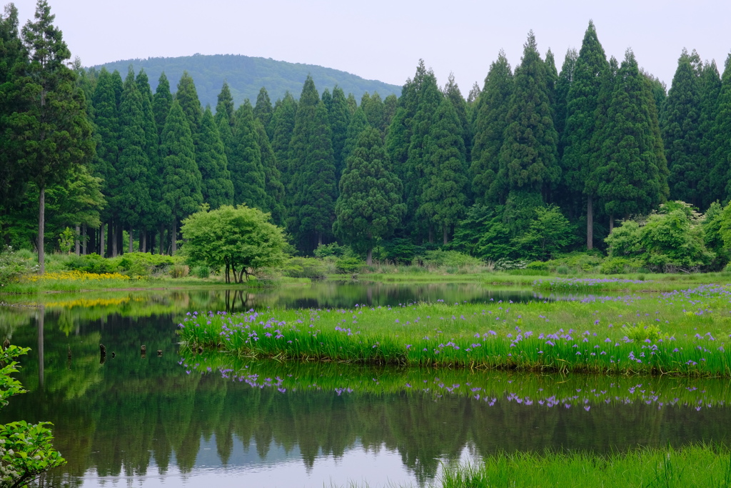 平池のカキツバタ