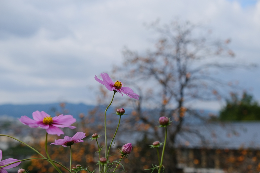 馬見丘陵公園のコスモス