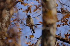 河川敷の野鳥：スズメ