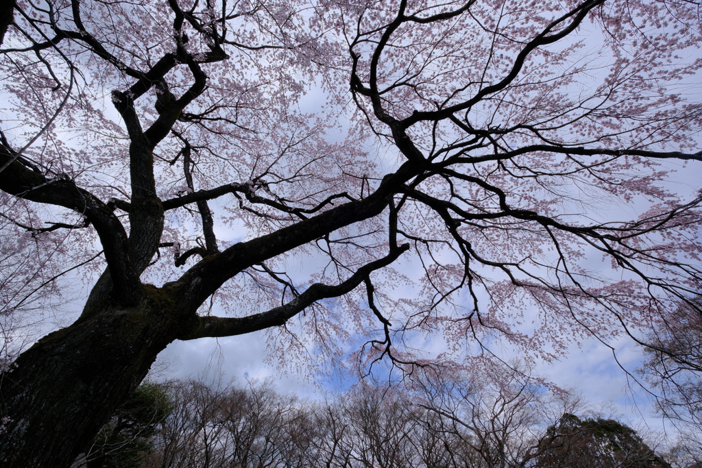 常寂光寺の彼岸枝垂れ桜