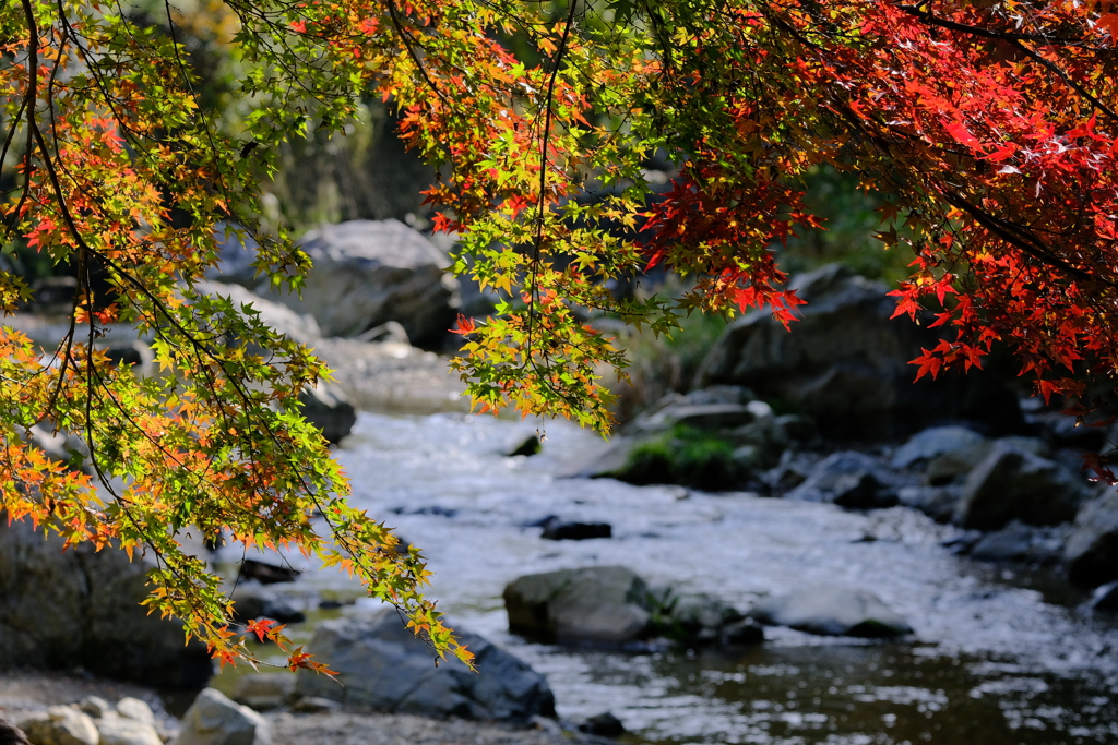 摂津峡の紅葉