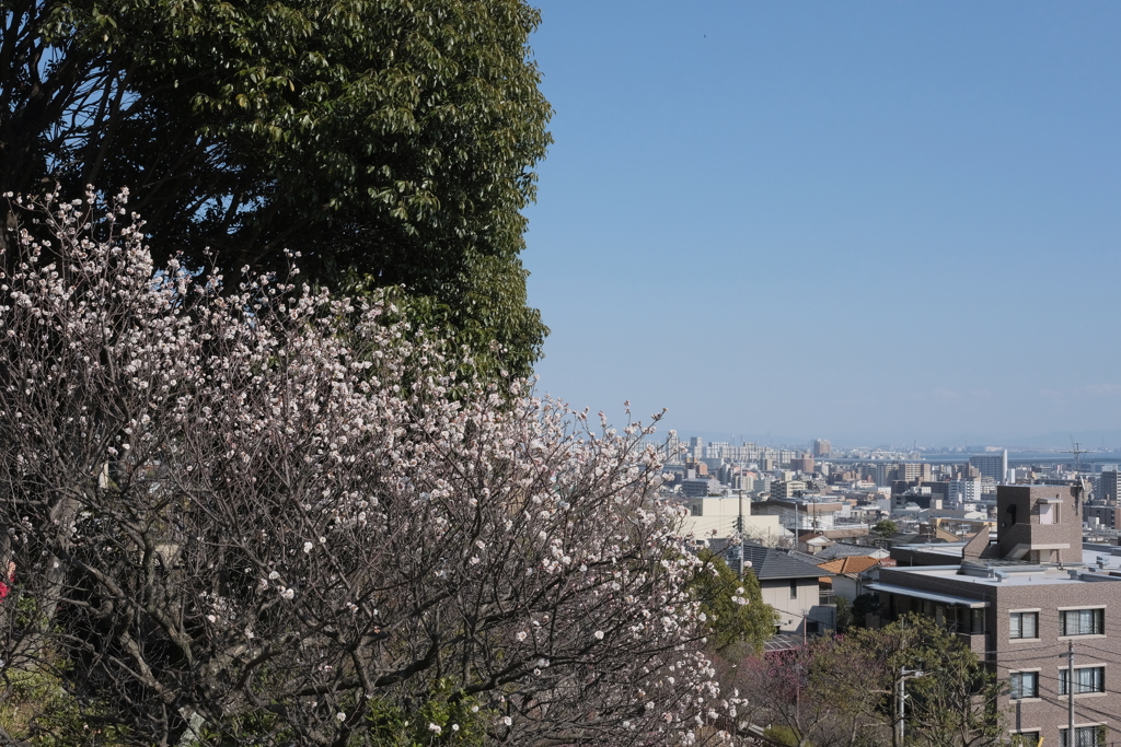 岡本梅林