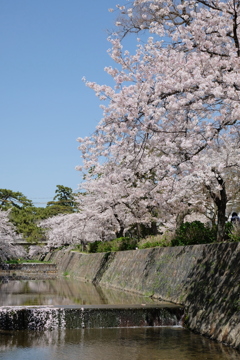 夙川公園の桜