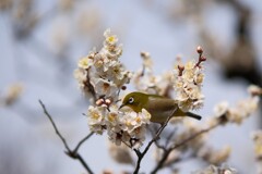 ウメジロー