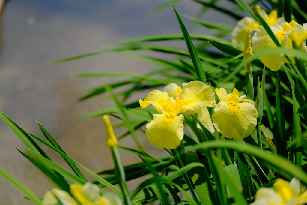 万博記念公園の菖蒲園