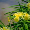 万博記念公園の菖蒲園