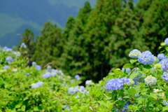 花園あじさい園