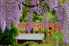 辛國神社の藤