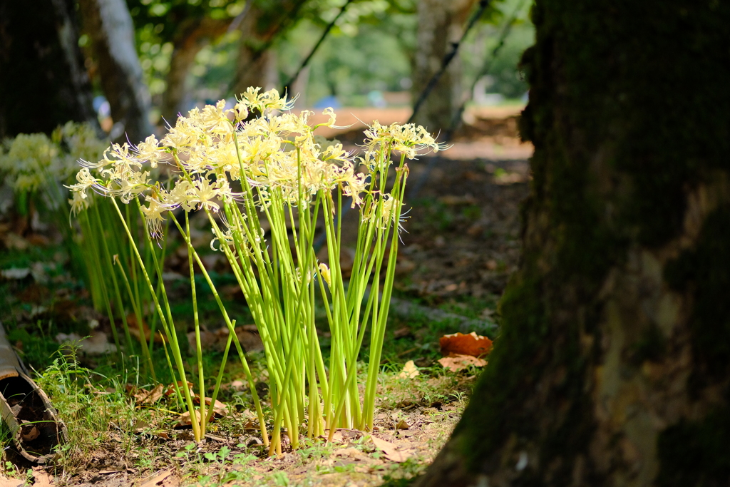 万博記念公園の彼岸花