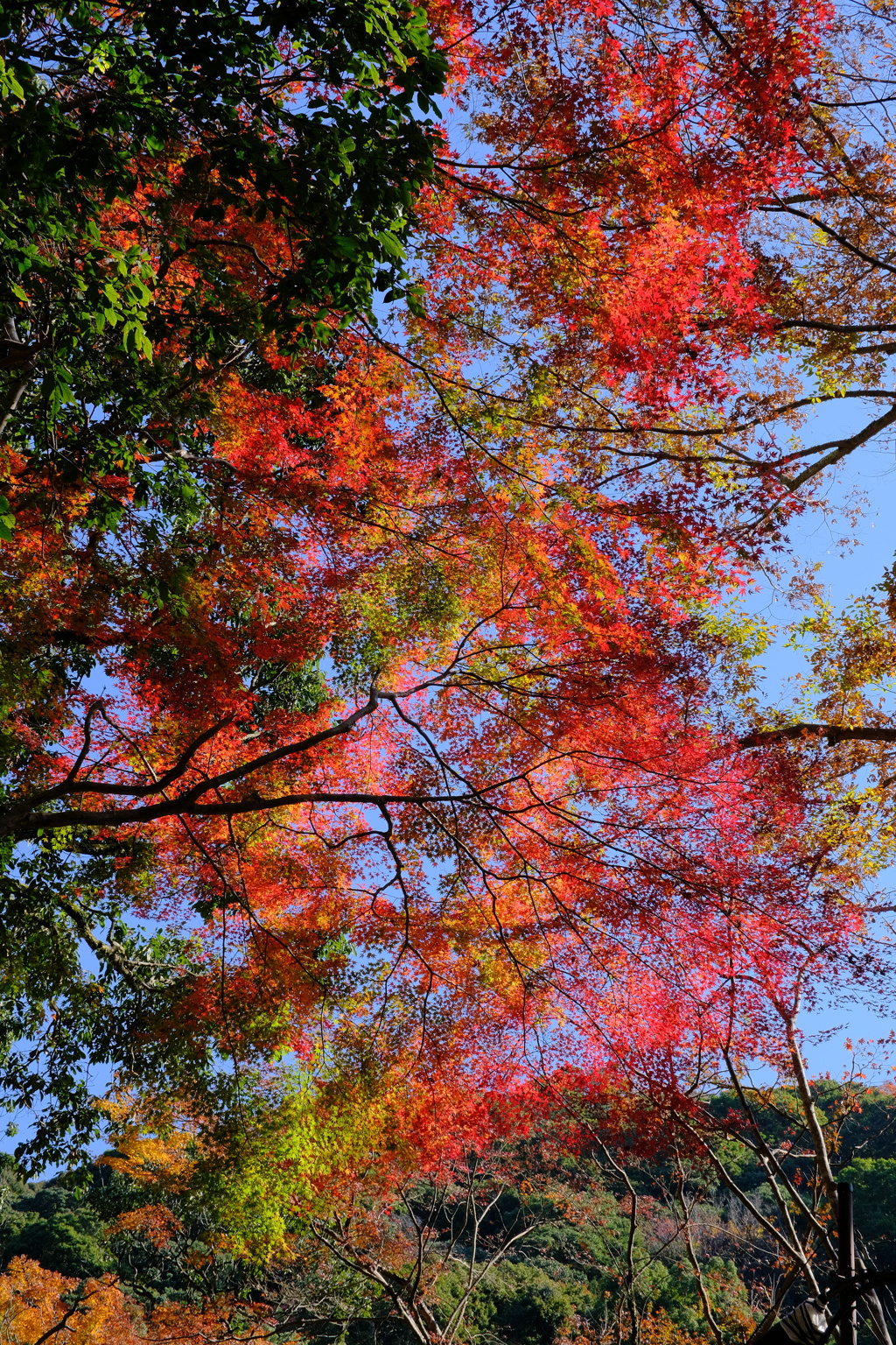 箕面公園の紅葉