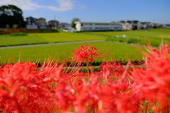 矢勝川堤の彼岸花
