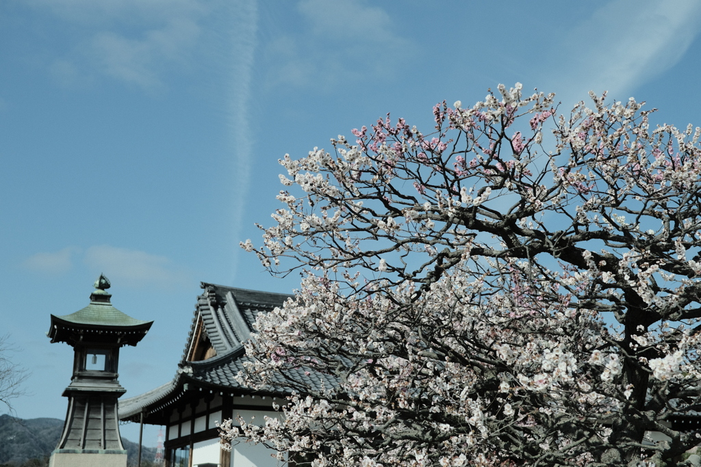 中山寺の梅園