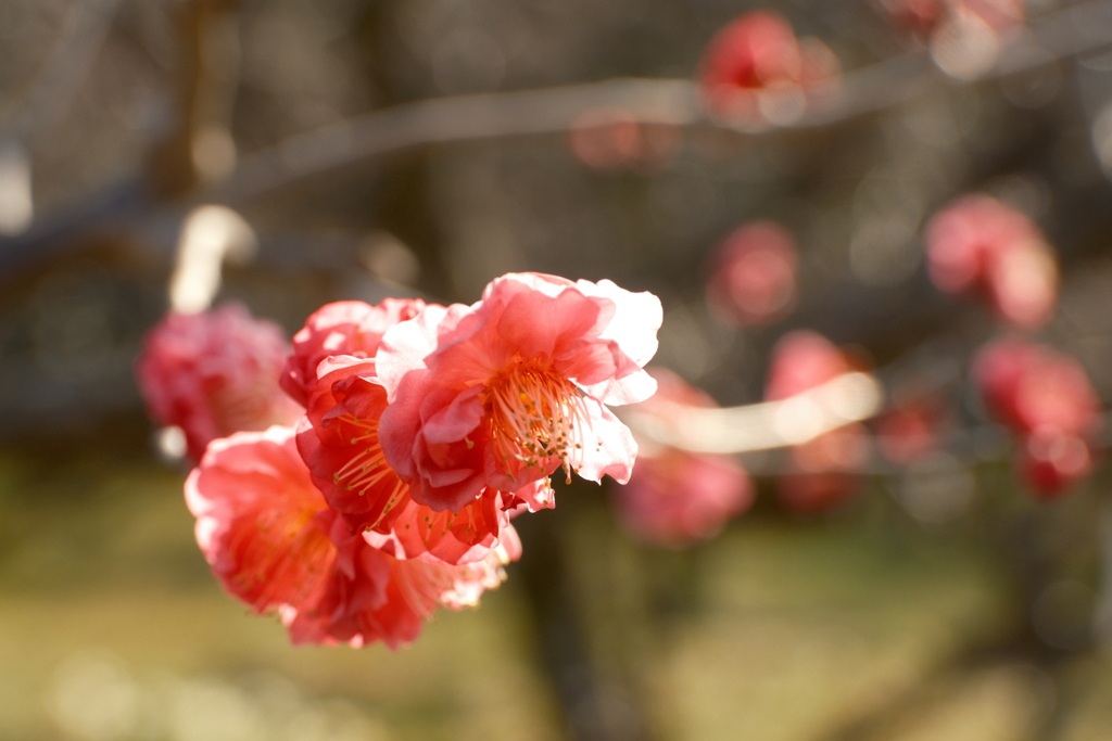 梅の花