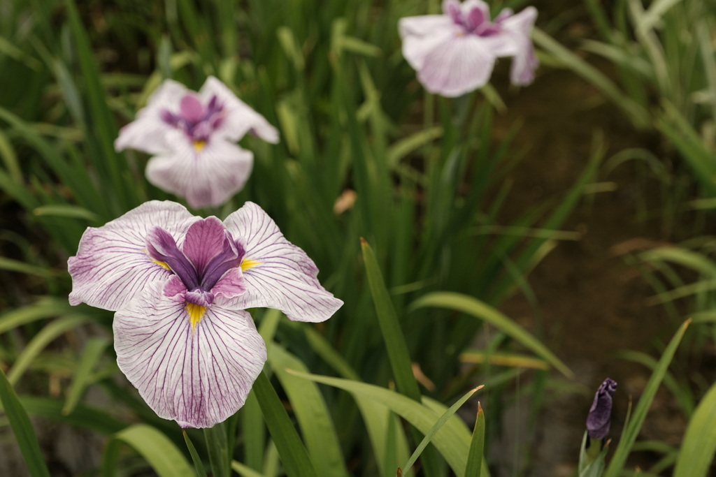 城北菖蒲園