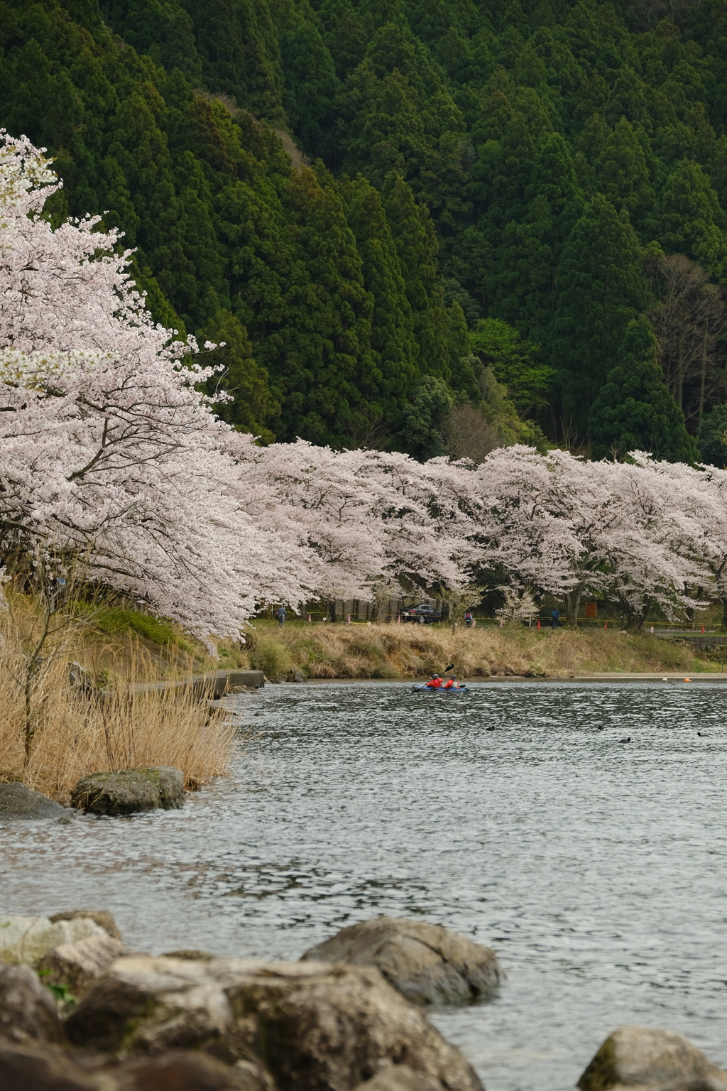 海津大崎の桜