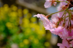 河津桜