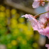 河津桜