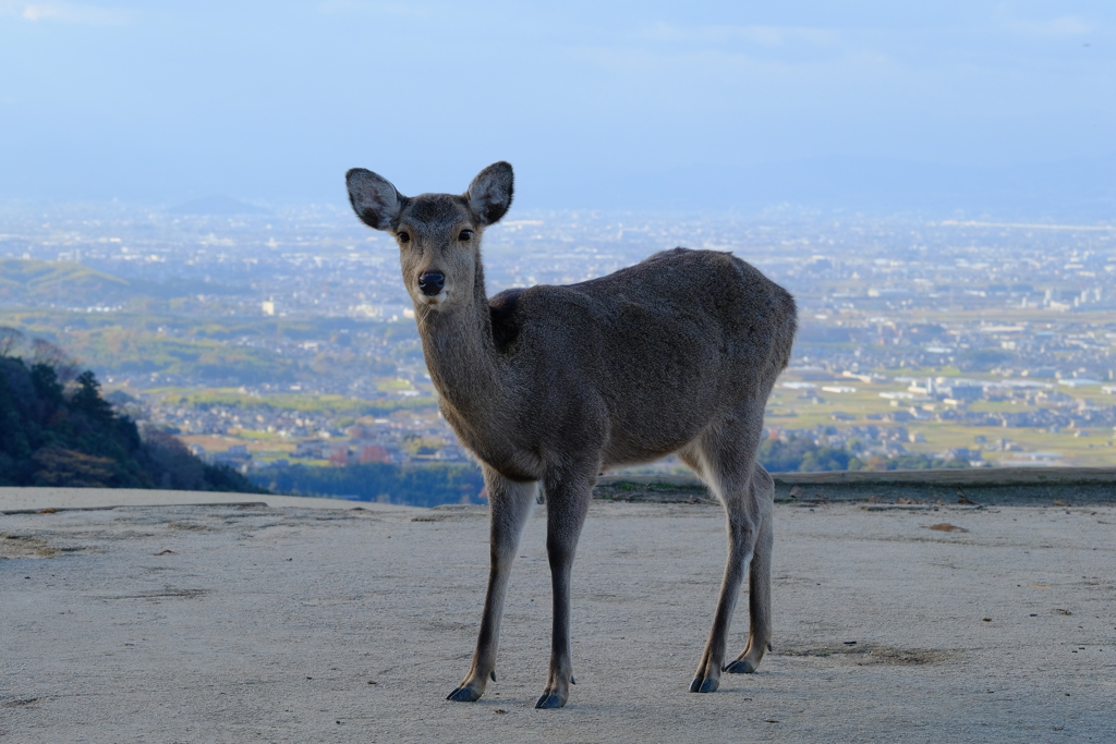若草山山頂の鹿さん