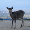 若草山山頂の鹿さん