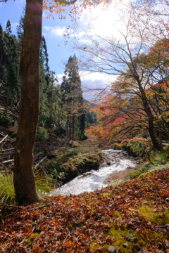 貴船口の紅葉