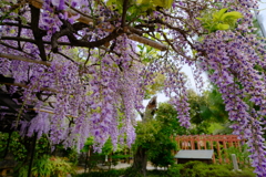 辛國神社の藤