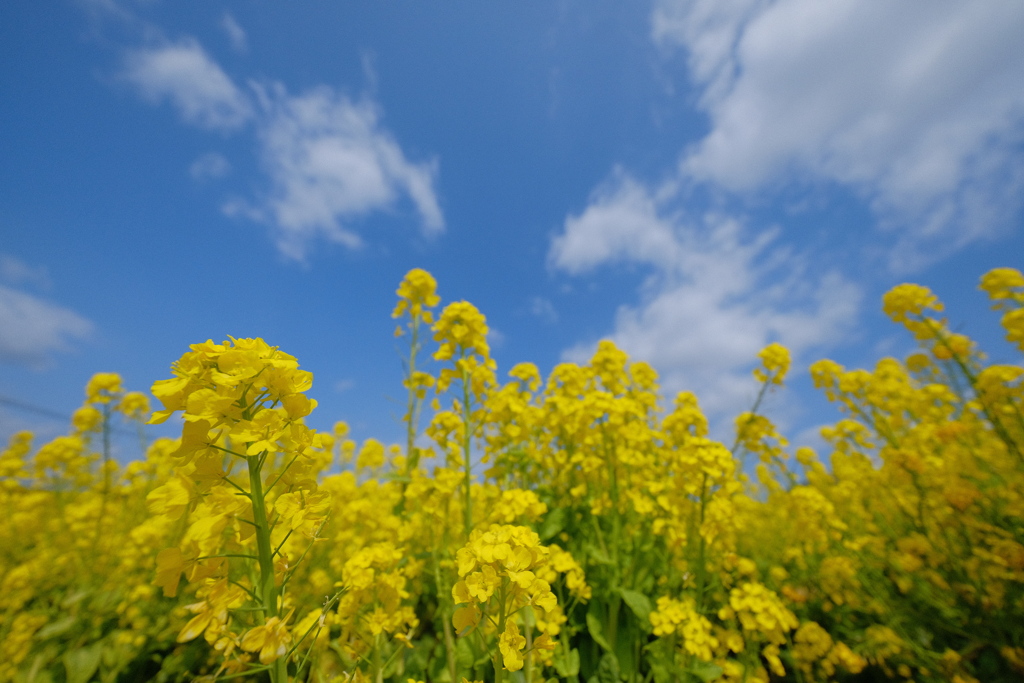 満開の菜の花