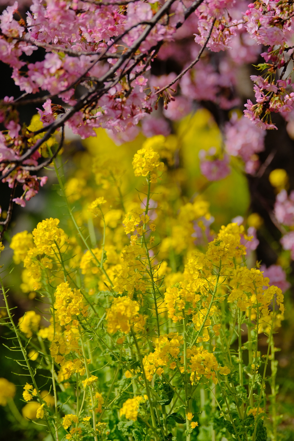 河津桜と菜の花