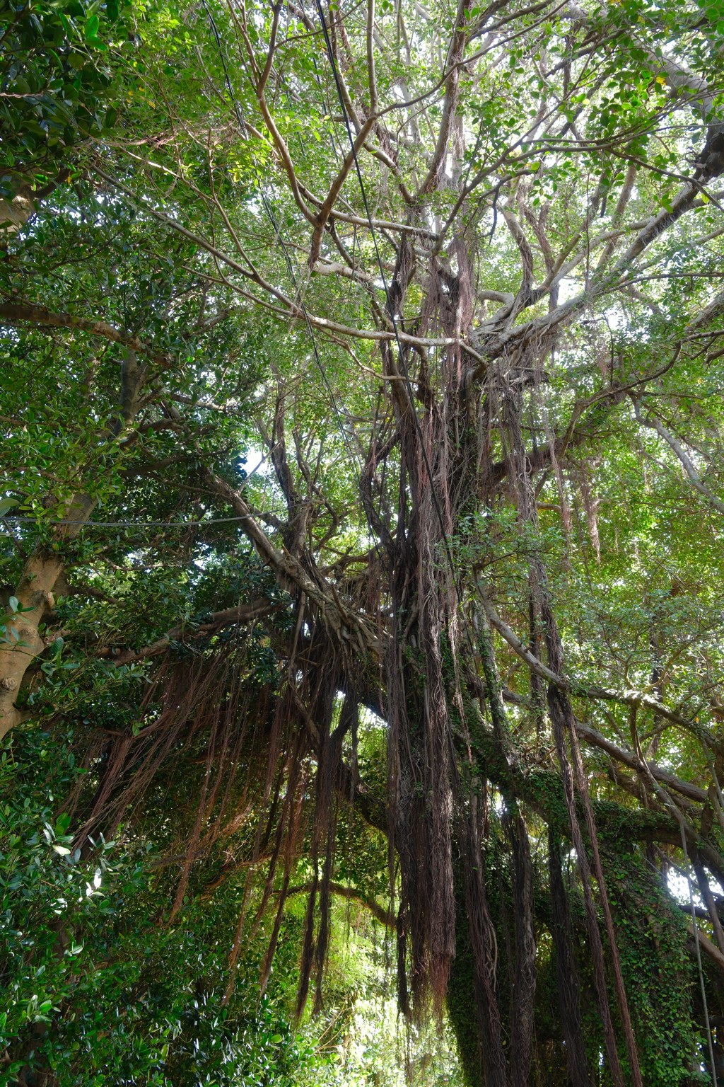 備瀬のフクギ並木