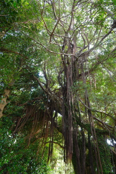 備瀬のフクギ並木