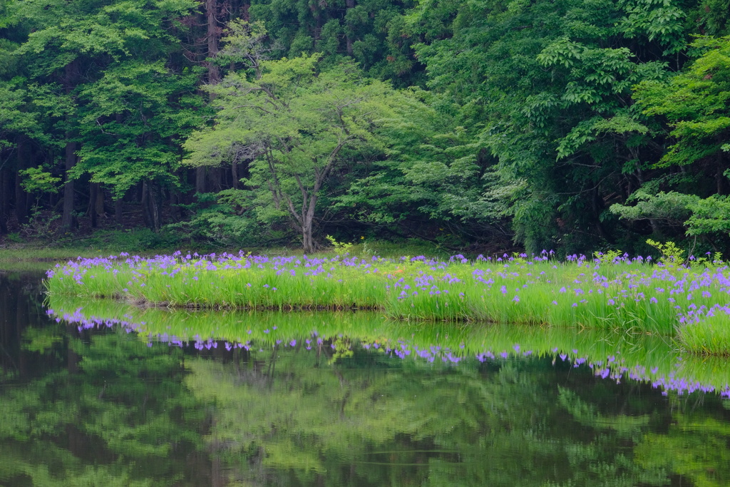 平池のカキツバタ